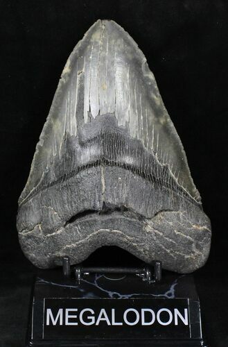 Massive Megalodon Tooth #20747